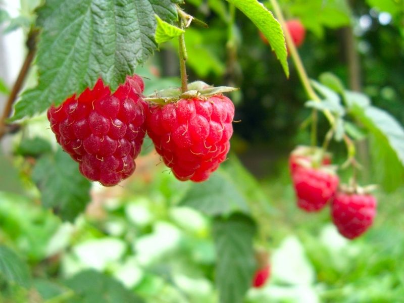 Himbeeren am Strauch