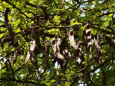 Johannisbrotbaumschoten-fuer-Carob-Pulver