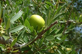 Arganfruechte-fuer-kaltgepresstes-Arganoel