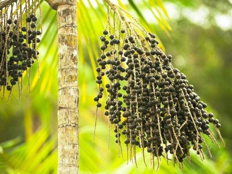 acai-beeren-fuer-acai-pulver-bioL8G9lO17STM58