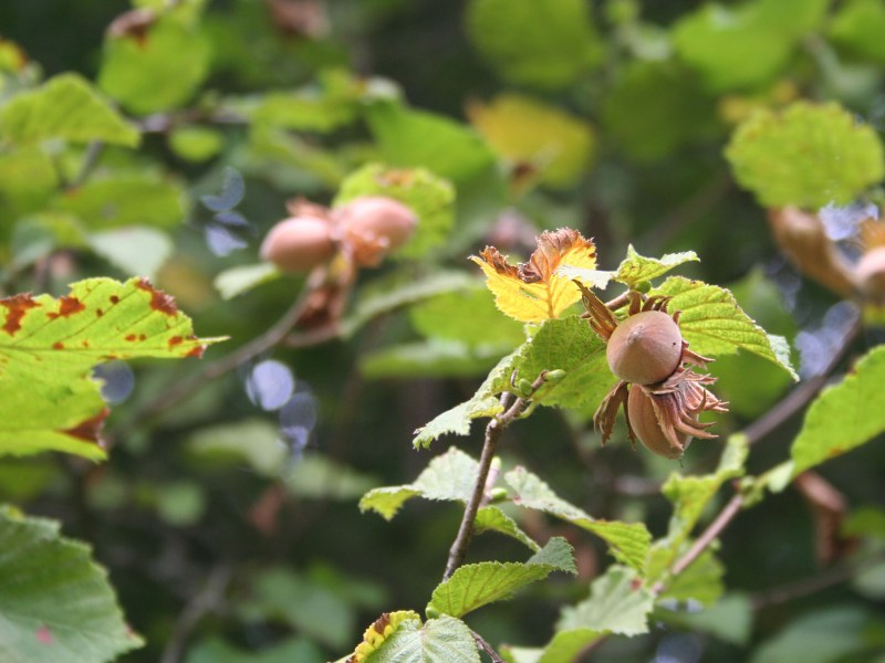 bio-haselnuesse-am-strauch