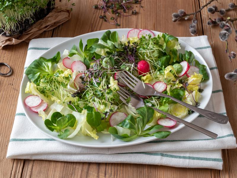 salat-mit-radieschensamen-sprossen