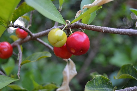 Acerola-Pulver-aus-ganzen-Acerolakirschen