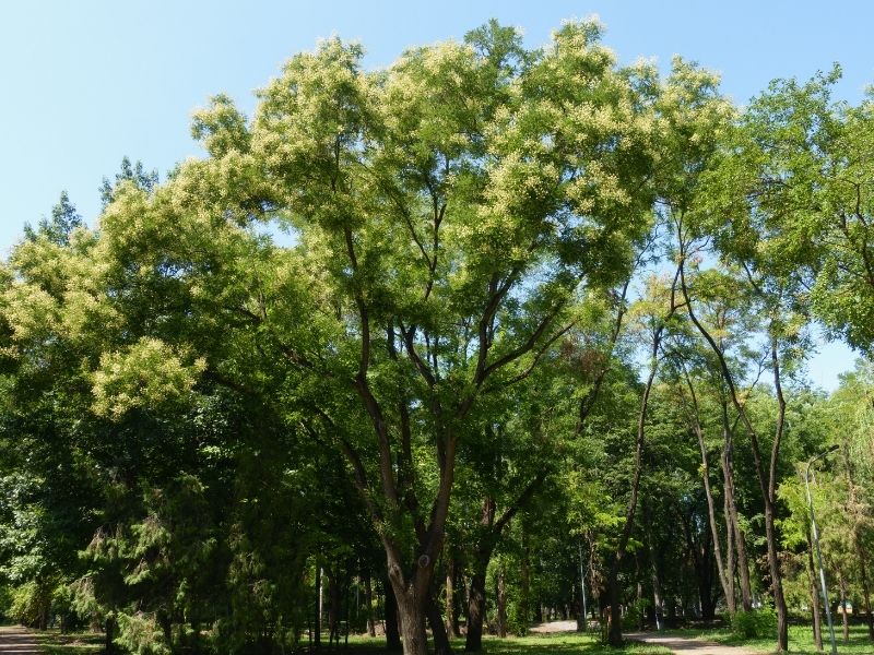 japanischer-schnurbaum Quercetin Pulver - 98 % Quercetin aus japanischem Schnurbaum-Blütenextrakt - 100g